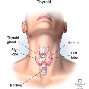 Thyroid Problems – Thyroid Checkup in Kathmandu at CDL